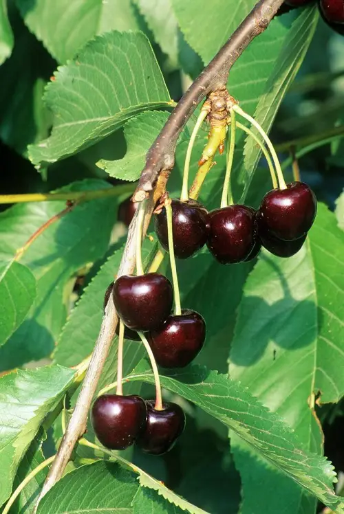 top Types of Cherries to Grow in Pots