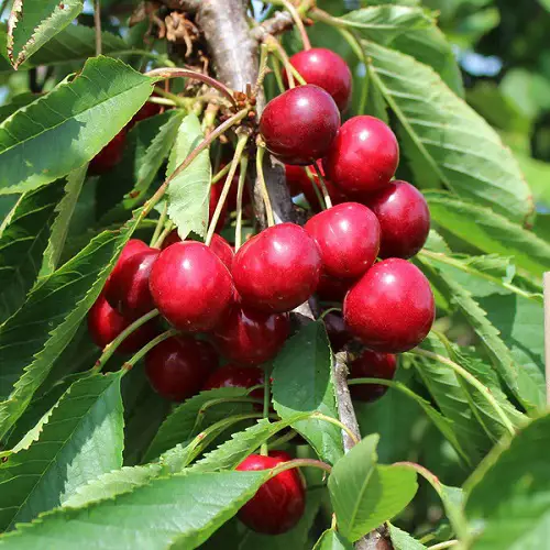 Cherry Varieties for Pot Gardens