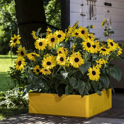 Flowers that Grow Quickly from Seeds