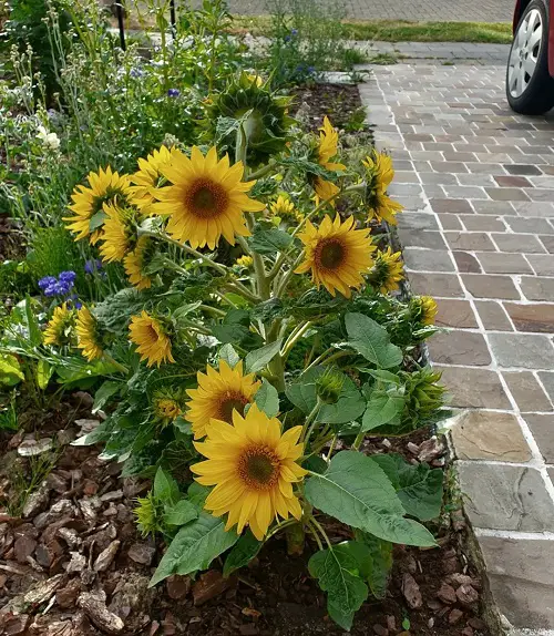 you're bothered by deer munching on sunflowers in your garden