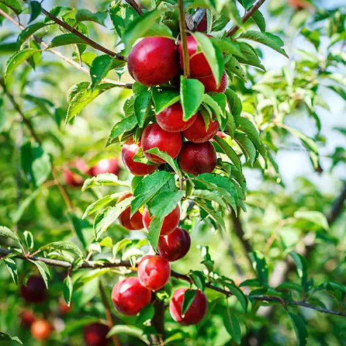 Cherry Varieties for Pot Gardens