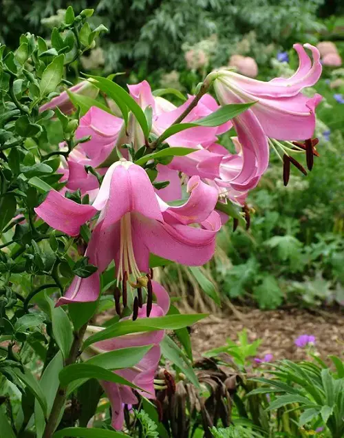 The Cutest White and Pink Flowers