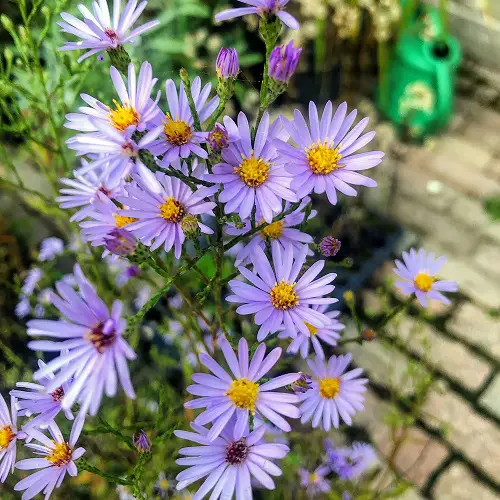 beautiful Baby Blue Flowers