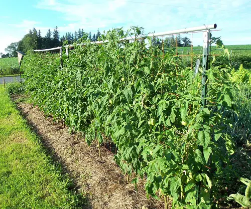 T-Post Trellis for Plants Ideas 5