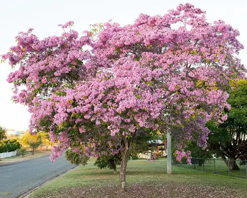  Most Beautiful Pink Flowering Trees in Florida