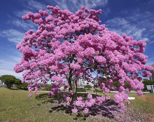 Pink Flowering Trees in Florida in garden