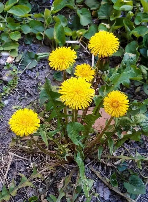 best Flowers That Close At Night