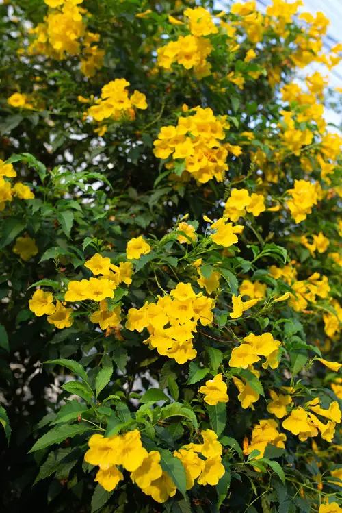 yellow bells Plants to attract hummingbird