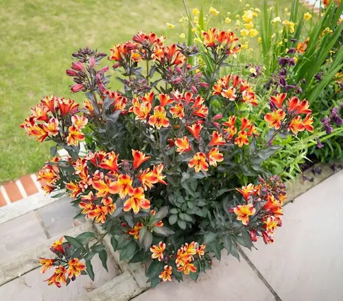 The top 25 perennials with orange blossoms 