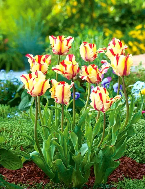 amazing Yellow Tulips Varieties to Grow 