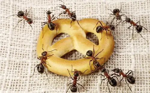 Why Should You Get Rid Of Ants