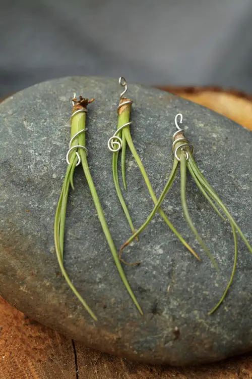 Air Plant Pendant