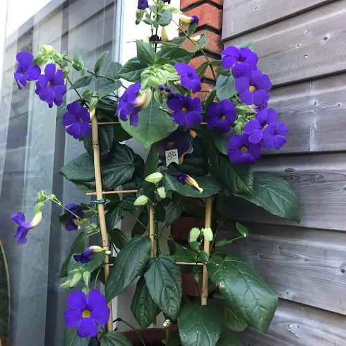Requirements for Growing Thunbergia Erecta