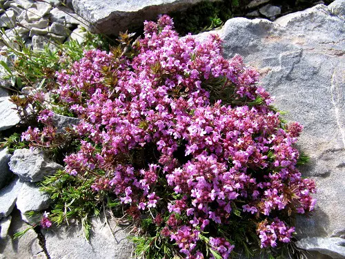 Plants Bee-Attractive 1