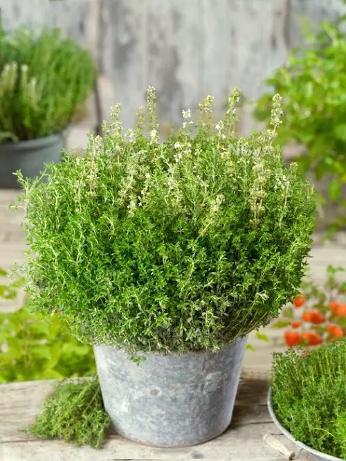 thyme Plants to Grow in Home and Garden