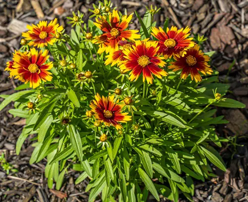 25 best perennials with orange flowers s