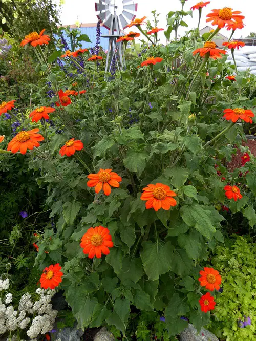 Rapidly Growing Flowers from Seeds9