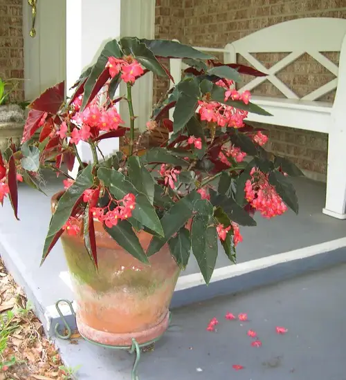 Beautiful Begonia Types