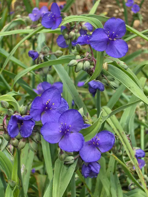 Plants with purple and yellow flowers in the garden
