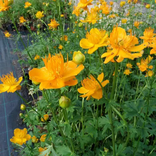 The top 25 perennials that bloom orange 4