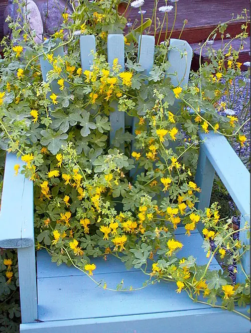 Canary Creeper Flowering Vines