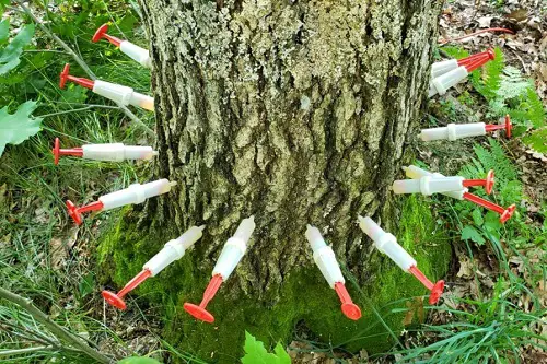Trunk Injection Oak Tree Borers Treatment