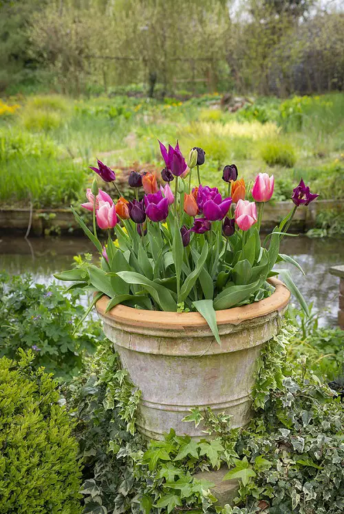 Tulips as Cup Shaped Flowers