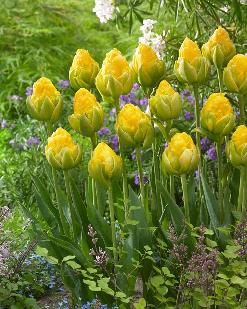 Best Yellow Tulip Varieties 13