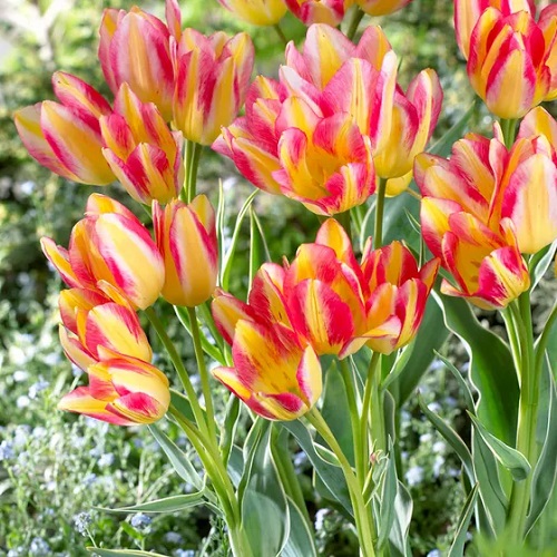 Stunning Yellow Tulips Varieties to Grow 