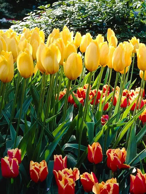 top Best Yellow Tulip Varieties