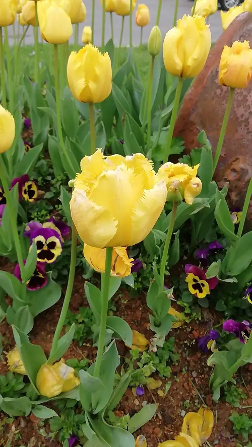 Yellow Tulip Varieties to grow