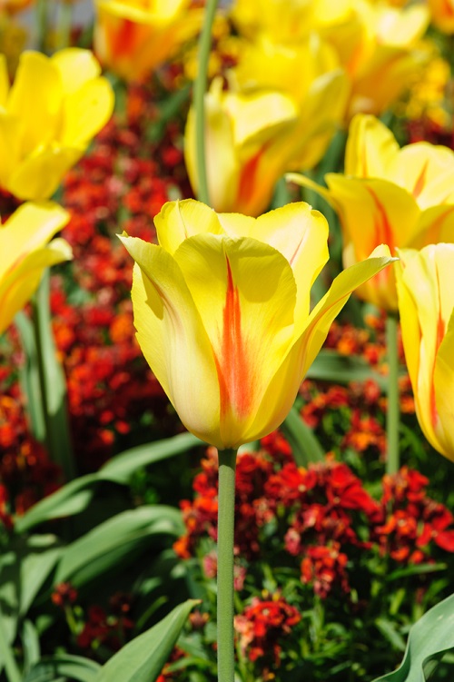 Stunning Yellow Tulips Varieties to Grow