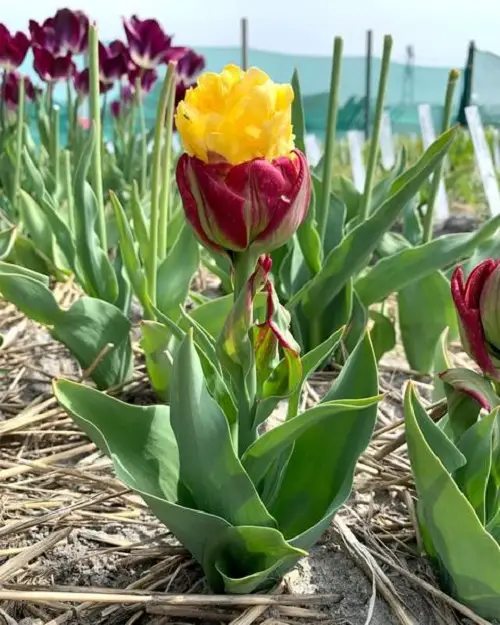 beautiful Best Yellow Tulip Varieties