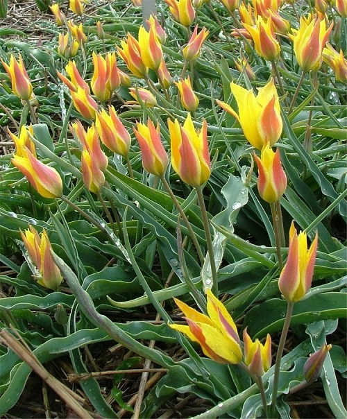lovely Best Yellow Tulip Varieties
