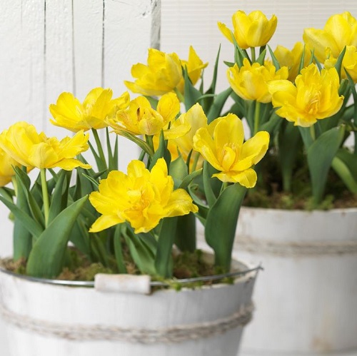Best Yellow Tulip Varieties in bucket
