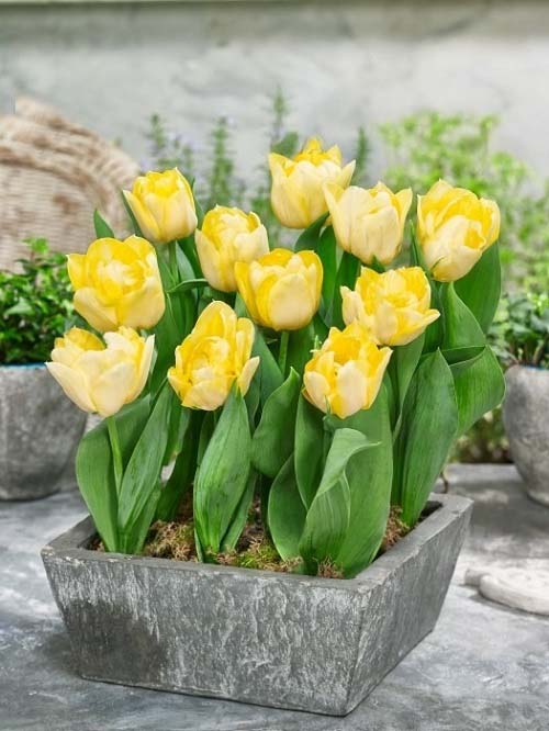Stunning Yellow Tulips Varieties 