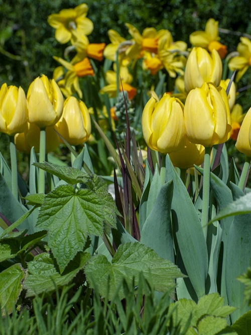 Best Yellow Tulip Varieties 