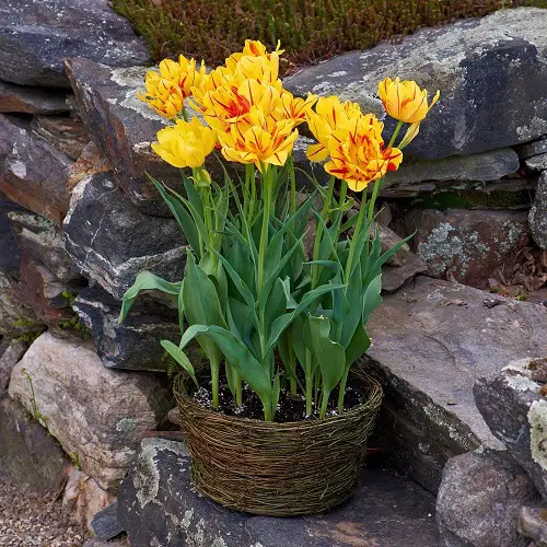 Best Yellow Tulip Varieties 