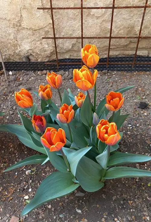 Amazing Yellow Tulip Varieties 