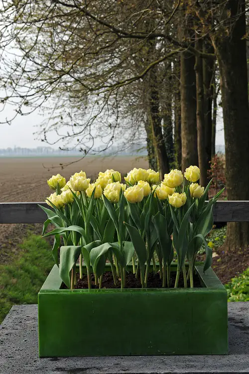 Flowers that Represent Family in garden