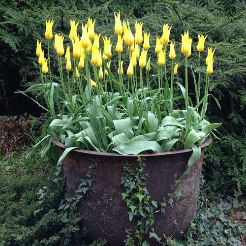 Best Yellow Tulip Varieties