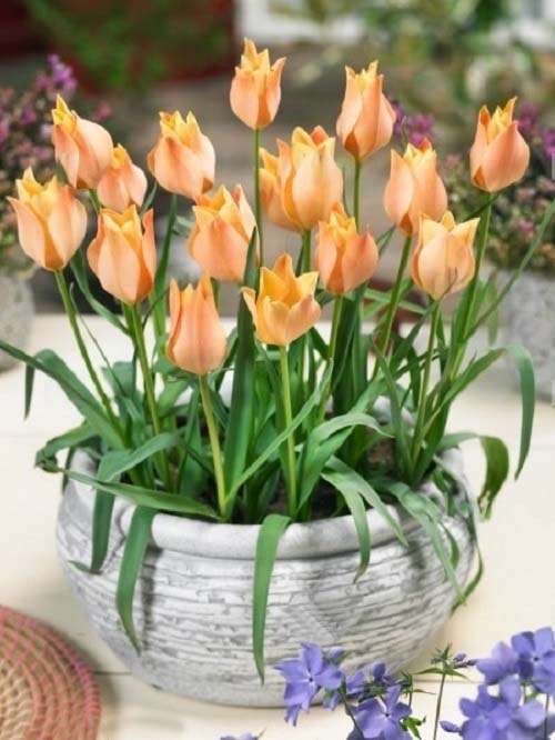 beautiful Yellow Tulips Varieties to Grow 