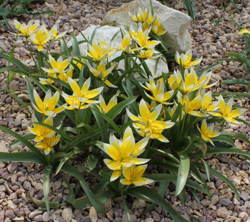 Best Yellow Tulip Varieties in yard