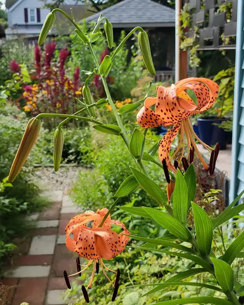 The top 25 perennials with orange blossoms2