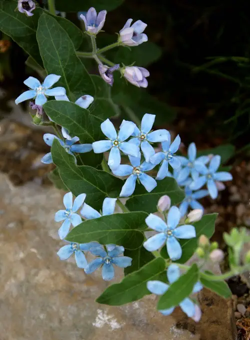 Baby Blue Flowers in yard