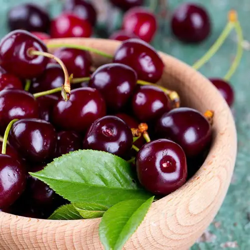 tasty Best Cherries to Plant in Pots