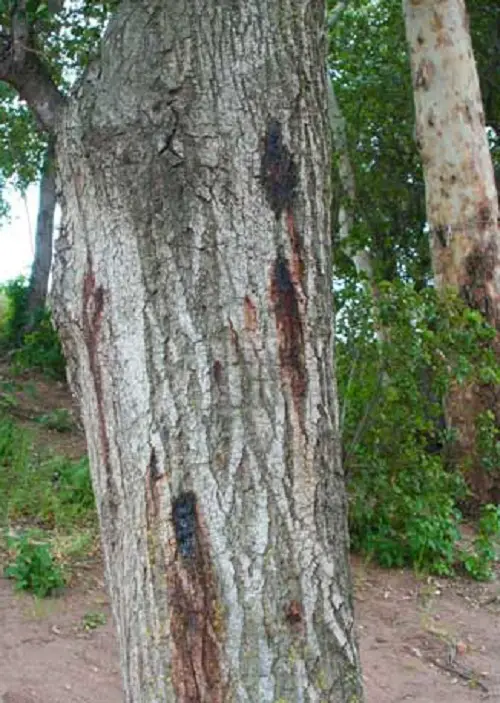best Oak Tree Borers Treatment