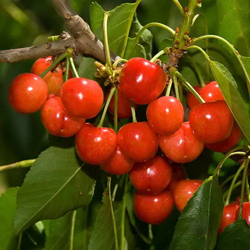 Perfect Cherry Variety for Pot Growing