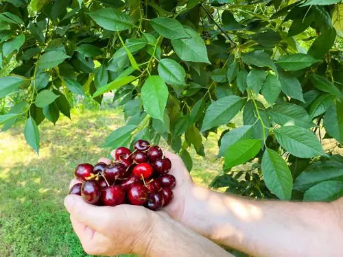 The Best Cherries to Plant in Pots 