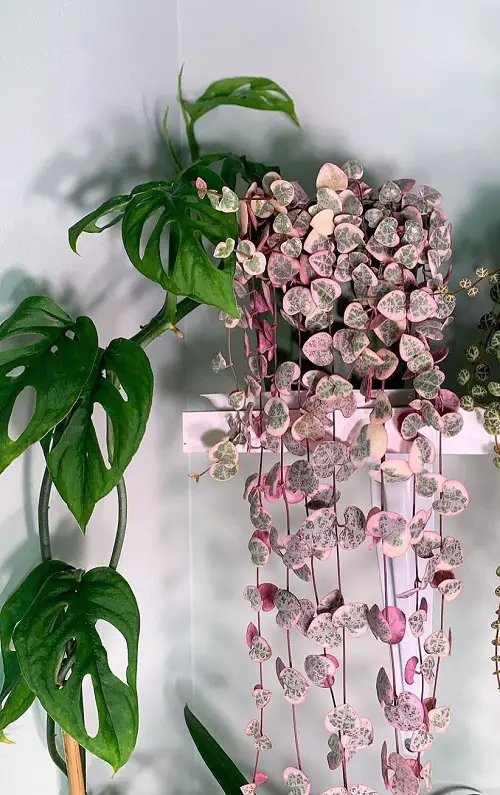 Purple Trailing Plants 5